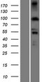 PDXDC1 Protein - Western validation with an anti-DDK antibody * L: Control HEK293 lysate R: Over-expression lysate