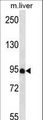 PDZD4 Antibody - PDZD4 Antibody western blot of mouse liver tissue lysates (35 ug/lane). The PDZD4 antibody detected the PDZD4 protein (arrow).