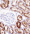 PDZK1 Antibody - PDZK1 Antibody immunohistochemistry of formalin-fixed and paraffin-embedded human kidney tissue followed by peroxidase-conjugated secondary antibody and DAB staining.