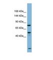 PDZRN3 Antibody - Western blot of Human Fetal Thymus. PDZRN3 antibody dilution 1.0 ug/ml.  This image was taken for the unconjugated form of this product. Other forms have not been tested.