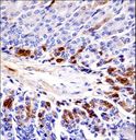 PEAK1 / SGK269 Antibody - Mouse Sgk269 Antibody immunohistochemistry of formalin-fixed and paraffin-embedded mouse stomach tissue followed by peroxidase-conjugated secondary antibody and DAB staining.