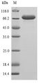 Allergen Ara h 1 Protein - (Tris-Glycine gel) Discontinuous SDS-PAGE (reduced) with 5% enrichment gel and 15% separation gel.