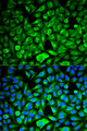 PEBP1 / RKIP Antibody - Immunofluorescence analysis of HeLa cells using PEBP1 antibody. Blue: DAPI for nuclear staining.