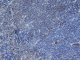 PECAM-1 / CD31 Antibody - IHC of rat spleen cryosection with Mouse anti-Rat CD31 (MOUSE ANTI RAT CD31).  This image was taken for the unmodified form of this product. Other forms have not been tested.