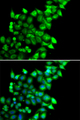 PEG1 / MEST Antibody - Immunofluorescence analysis of U20S cells.