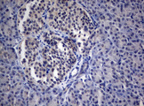 PEG3 Antibody - IHC of paraffin-embedded Human pancreas tissue using anti-PEG3 mouse monoclonal antibody.