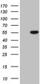 PELI1 / Pellino 1 Antibody - HEK293T cells were transfected with the pCMV6-ENTRY control (Left lane) or pCMV6-ENTRY PELI1 (Right lane) cDNA for 48 hrs and lysed. Equivalent amounts of cell lysates (5 ug per lane) were separated by SDS-PAGE and immunoblotted with anti-PELI1 (1:2000).