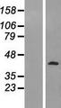 PELO Protein - Western validation with an anti-DDK antibody * L: Control HEK293 lysate R: Over-expression lysate