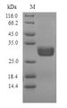 Nuclease P1 Protein - (Tris-Glycine gel) Discontinuous SDS-PAGE (reduced) with 5% enrichment gel and 15% separation gel.