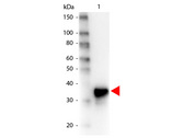Pepsin Antibody - Western Blot of Peroxidase conjugated Goat anti-Pepsin antibody. Lane 1: Pepsin. Lane 2: none. Load: 100 ng per lane. Primary antibody: none. Secondary antibody: Peroxidase goat pepsin antibody at 1:1,000 for 60 min at RT Block: MB-070 for 30 min at RT. Predicted/Observed size: 35 kDa for Pepsin. Other band(s): none. This image was taken for the unconjugated form of this product. Other forms have not been tested.