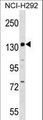 PER1 Antibody - PER1 Antibody western blot of NCI-H292 cell line lysates (35 ug/lane). The PER1 antibody detected the PER1 protein (arrow).