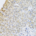 PER1 Antibody - Immunohistochemistry of paraffin-embedded mouse stomach using PER1 antibody at dilution of 1:100 (x40 lens).