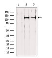 PER1 Antibody - Western blot analysis of extracts of various samples using PER1 antibody. Lane 1: mouse Myeloma cells treated with blocking peptide. Lane 2: mouse Myeloma cells; Lane 3: mouse lung;