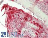 PER1 Antibody - Human Tonsil: Formalin-Fixed, Paraffin-Embedded (FFPE)