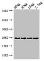 petE Antibody - Western Blot Positive WB detected in Recombinant protein All lanes: petE antibody at 3µg/ml Secondary Goat polyclonal to rabbit IgG at 1/50000 dilution predicted band size: 14 kDa observed band size: 14 kDa