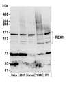 PEX1 Antibody - Detection of human and mouse PEX1 by western blot. Samples: Whole cell lysate (50 µg) from HeLa, HEK293T, Jurkat, mouse TCMK-1, and mouse NIH 3T3 cells prepared using NETN lysis buffer. Antibody: Affinity purified rabbit anti-PEX1 antibody used for WB at 0.4 µg/ml. Detection: Chemiluminescence with an exposure time of 3 minutes.