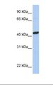 PEX10 Antibody - MCF7 cell lysate. Antibody concentration: 1.0 ug/ml. Gel concentration: 12%.  This image was taken for the unconjugated form of this product. Other forms have not been tested.