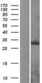 PEX11A Protein - Western validation with an anti-DDK antibody * L: Control HEK293 lysate R: Over-expression lysate
