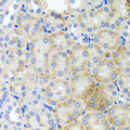 PEX3 Antibody - Immunohistochemistry of paraffin-embedded mouse kidney tissue.