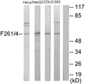 PFKFB1+4 Antibody - Western blot analysis of lysates from HeLa, HepG2, COLO205, and 293 cells, using PFKFB1/4 Antibody. The lane on the right is blocked with the synthesized peptide.