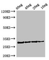 PFN1 / Profilin 1 Antibody - Western Blot Positive WB detected in Recombinant protein All lanes: Profilin antibody at 2.7µg/ml Secondary Goat polyclonal to rabbit IgG at 1/50000 dilution Predicted band size: 31 kDa Observed band size: 31 kDa