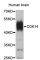 PFTK1 / CDK14 Antibody - Western blot analysis of extracts of Human brain cells.