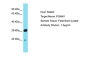 PGAM1 Antibody -  This image was taken for the unconjugated form of this product. Other forms have not been tested.