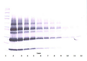 PGF / PLGF Antibody - Anti-Human PlGF-1 Western Blot Unreduced