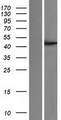 PGGT1B Protein - Western validation with an anti-DDK antibody * L: Control HEK293 lysate R: Over-expression lysate