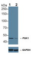 PGK1 / Phosphoglycerate Kinase Antibody - Knockout Varification: Lane 1: Wild-type Hela cell lysate; Lane 2: PGK1 knockout Hela cell lysate; Predicted MW: 45kDa ; Observed MW: 45kDa; Primary Ab: 1µg/ml Rabbit Anti-Human PGK1 Antibody; Second Ab: 0.2µg/mL HRP-Linked Caprine Anti-Rabbit IgG Polyclonal Antibody;