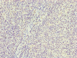 PGLS / 6PGL Antibody - Immunohistochemistry of paraffin-embedded human tonsil tissue at dilution of 1:100