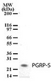 PGLYRP1 / PGRP Antibody - Western blot of PGRP-S in tissue lysates from mouse spleen using antibody at a dilution of 2 ug/ml.