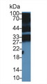 PGLYRP1 / PGRP Antibody - Western Blot; Sample: Mouse Thymus lysate; Primary Ab: 5µg/ml Rabbit Anti-Mouse PGLYRP1 Antibody Second Ab: 0.2µg/mL HRP-Linked Caprine Anti-Rabbit IgG Polyclonal Antibody