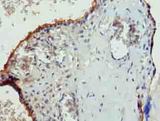 PGS1 Antibody - Immunohistochemistry of paraffin-embedded human placenta tissue using antibody at dilution of 1:100.