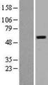 PGS1 Protein - Western validation with an anti-DDK antibody * L: Control HEK293 lysate R: Over-expression lysate