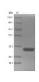 CDH-1 Protein - (Tris-Glycine gel) Discontinuous SDS-PAGE (reduced) with 5% enrichment gel and 15% separation gel.