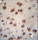 PHAX Antibody - PHAX Antibody immunohistochemistry of formalin-fixed and paraffin-embedded human brain tissue followed by peroxidase-conjugated secondary antibody and DAB staining.