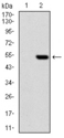 PHC1 / EDR1 Antibody - Western blot using PHC1 monoclonal antibody against HEK293 (1) and PHC1 (AA: 758-1004)-hIgGFc transfected HEK293 (2) cell lysate.