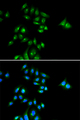 PHC3 Antibody - Immunofluorescence analysis of U2OS cells.