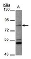 PHEX / PEX Antibody - Sample (30 ug whole cell lysate). A: MOLT4 . 7.5% SDS PAGE. PHEX / PEX antibody diluted at 1:1000