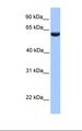 PHF1 Antibody - Hela cell lysate. Antibody concentration: 1.0 ug/ml. Gel concentration: 12%.  This image was taken for the unconjugated form of this product. Other forms have not been tested.