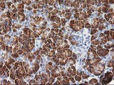 PHF21B Antibody - IHC of paraffin-embedded Human pancreas tissue using anti-PHF21B mouse monoclonal antibody. (Heat-induced epitope retrieval by 10mM citric buffer, pH6.0, 100C for 10min).