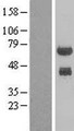 PHF23 Protein - Western validation with an anti-DDK antibody * L: Control HEK293 lysate R: Over-expression lysate