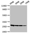 Phosphocarrier protein HPr Antibody - Western Blot Positive WB detected in Recombinant protein All lanes: ptsH antibody at 2.8µg/ml Secondary Goat polyclonal to rabbit IgG at 1/50000 dilution Predicted band size: 26 kDa Observed band size: 26 kDa
