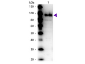 Phosphoenolpyruvate carboxylase Antibody - Western Blot of Rabbit Anti-Phospho Enol Pyruvate (PEP) Carboxylase antibody. Lane 1: Phospho Enol Pyruvate (PEP) Carboxylase. Lane 2: None. Load: 50 ng per lane. Primary antibody: Phospho Enol Pyruvate (PEP) Carboxylase primary antibody at 1:1,000 overnight at 4 degrees C. Secondary antibody: Peroxidase rabbit secondary antibody at 1:40,000 for 30 min at RT. Blocking: MB-070 for 30 min at RT. Predicted/Observed size: 100 kDa, 100 kDa for Phospho Enol Pyruvate (PEP) Carboxylase. Other band(s): None.