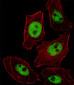 PHOX2B Antibody - Fluorescent image of U251 cell stained with PHOX2B Antibody. U251 cells were fixed with 4% PFA (20 min), permeabilized with Triton X-100 (0.1%, 10 min), then incubated with PHOX2B primary antibody (1:25, 1 h at 37°C). For secondary antibody, Alexa Fluor 488 conjugated donkey anti-rabbit antibody (green) was used (1:400, 50 min at 37°C). Cytoplasmic actin was counterstained with Alexa Fluor 555 (red) conjugated Phalloidin (7units/ml, 1 h at 37°C). PHOX2B immunoreactivity is localized to Nucleus significantly.