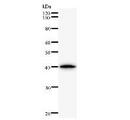 PHTF1 Antibody - Western blot analysis of immunized recombinant protein, using anti-PHTF1 monoclonal antibody.