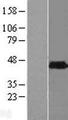PHYHIPL Protein - Western validation with an anti-DDK antibody * L: Control HEK293 lysate R: Over-expression lysate