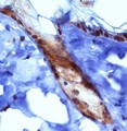 PIEZO1 / FAM38A Antibody - Immunohistochemistry: PIEZO1 Antibody - Analysis of PIEZ01 in mouse epidermis using DAB with hematoxylin counterstain.  This image was taken for the unconjugated form of this product. Other forms have not been tested.