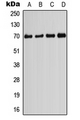 PIF1 Antibody - Western blot analysis of PIF1 expression in HeLa (A); HEK293T (B); Raw264.7 (C); PC12 (D) whole cell lysates.